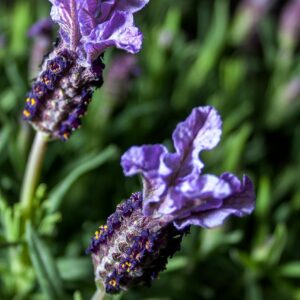 lavender, herbs, nature, purple, flower wallpaper, blossom, bloom, plant, violet, fragrant, garden, flower background, lavender flowers, fragrance, butterfly, lavender leaves, perfume, flower, lavandula, edible, garden spice plant, lip petals, herbs of provence, beautiful flowers, medicinal plant, ornamental plant, inflorescence